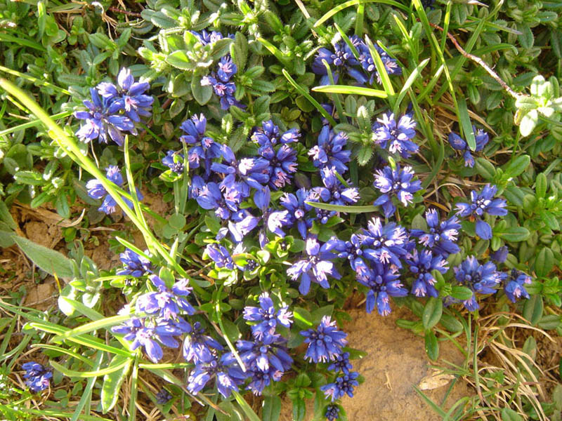 Polygala calcarea photo